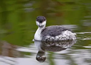 Florida Prints: USA, Florida, Merritt Island National Wildlife Refuge, Horned Grebe in winter plumage