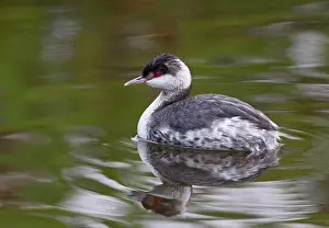 Florida Prints: USA, Florida, Merritt Island National Wildlife Refuge, Horned Grebe in winter plumage