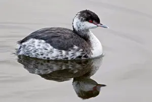 Florida Prints: USA, Florida, Merritt Island National Wildlife Refuge, Horned Grebe in winter plumage
