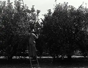 Harvesting Prints: USA, Florida, Rear view of farmer harvesting oranges from orchard