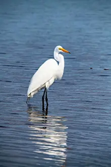 USA, Florida, Sarasota, Myakka River State Park, Great Egret