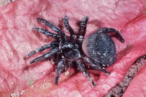Spider Prints: USA, Florida, Trap Door Spider (Cyclocosmia truncata)