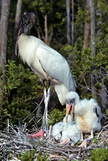 Birds Nest Prints: USA, Florida, Wood Stork (Mycteria americana) Female on nest