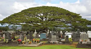 Sadness Prints: USA, Hawaii, Hilo, Monkey pod tree in Alae cemetery