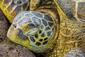 Slow Prints: USA, Hawaii, Maui, Green sea turtle (Chelonia mydas)