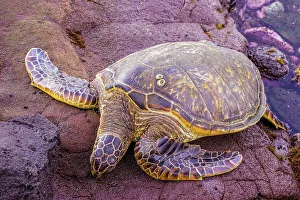 Slow Prints: USA, Hawaii, Maui, Green sea turtle (Chelonia mydas)