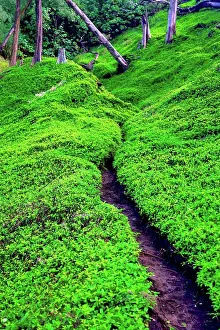 Woods Prints: USA, Hawaii, North Kohala, Trail through forest in Pololu Valley