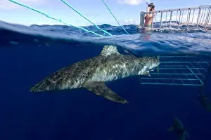 Animal Prints: USA, Hawaii, Oahu, North shore