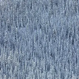 Cold Temperature Prints: USA, Idaho, Ketchum, Dense snowy forest in winter