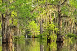 Swamp Prints: USA, Louisiana, Atchafalaya Basin, Atchafalaya Swamp. Cypress trees reflect in swamp
