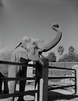 Trunk Prints: USA, Louisiana, New Orleans, Elephantvat Audoban Park Zoo