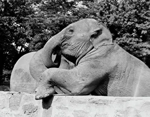 Toughness Prints: USA, Louisiana, New Orleans, Pair of elephants in Audoban Park Zoo