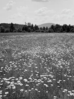 Scenics Prints: USA, Maine, Locks Mills, daisy field