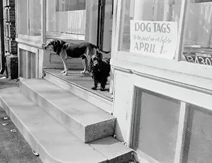 Consumerism Prints: USA, Massachusetts, Northborough, Two dogs outside shop selling dog tags