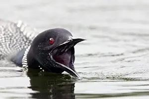 Swimming Prints: USA, Michigan, Great Northern Loon (Gavia immer) calling