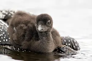 Swimming Prints: USA, Michigan, Great Northern Loon (Gavia immer) with chick, close-up