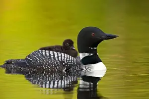 Full Length Prints: USA, Michigan, Great Northern Loon (Gavia immer) with chick, side view