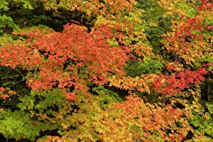 Jaynes Gallery Prints: USA, Michigan, Ottawa National Forest. Close-up of maple leaves in autumn