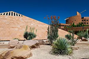 Arid Prints: USA, Nevada, Las Vegas, Ocotillo in bloom at Clark County Government Center