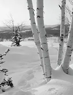 Birch Tree Prints: USA, New Hampshire, Lancaster