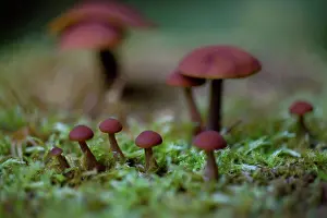 Scenics Prints: USA, New Hampshire, Lancaster, Close-up of mushroom