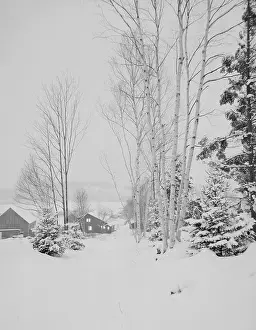 Purity Prints: USA, New Hampshire, Lancaster, Winter landscape with birch tree