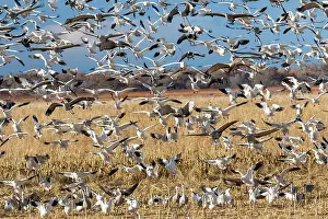 New Mexico Prints: USA, New Mexico. Bosque Del Apache National Wildlife Refuge