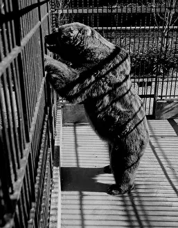 Rearing Up Prints: USA, New Orleans, Kodiak Brown Bear in zoo