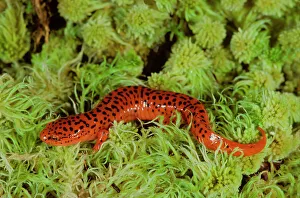 Mottled Prints: USA, North Carolina, Northern Red Salamander (Pseudotriton ruber ruber)