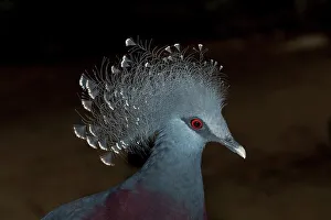 Pigeon Prints: USA, North Carolina, Victoria Crowned Pigeon (Goura victoria)