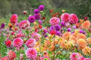 Dahlia Prints: USA, Oregon, Canby, Swam Island Dahlias, Dahlia flower garden in full color