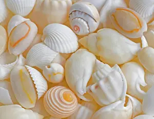 Variety Prints: USA, Oregon. Close-up of small sea shells