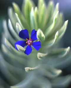 Leave Prints: USA, Oregon, Portland, Close-up of blue pimpernel bloom caught on euphorbia plant