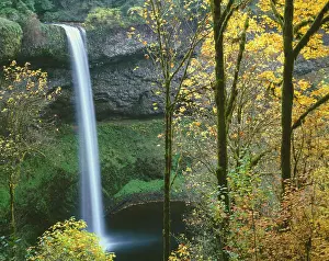 State Park Prints: USA, Oregon, Silver Falls State Park, South Falls and fall-colored bigleaf maples