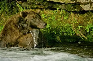 Brown Bear Prints: USA, Pacific Northwest, Alaska