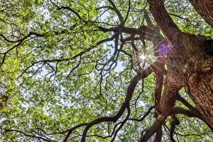 Sunburst Prints: Usa, South Carolina, Charleston