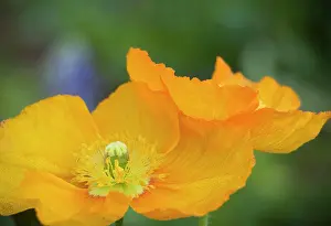Spring Time Prints: USA, South Carolina, Charleston. Closeup of Iceland Poppies in bloom