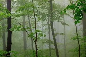 Tennessee Prints: USA, Tennessee, Foggy morning at Roaring Fork Trail in the Smokies