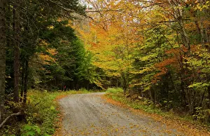 Drive Prints: USA, Vermont, Montgomery. Road with fall foliage in Northern Vermont
