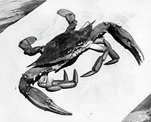 Seafood Prints: USA, Virginia, Crab