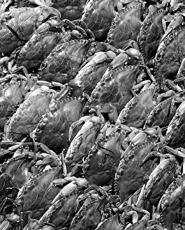 Seafood Prints: USA, Virginia, Shell Crabs