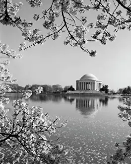 Capital Cities Prints: USA, Washington D.C. The Jefferson Memorial framed by cherry blossoms across the tidal basin in spring
