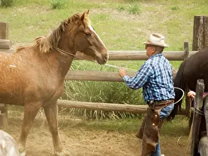 Dusty Prints: USA, Washington, Malaga, Unmounted cowboy foreman working lassoed horse in corral