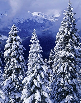 Treetop Prints: USA, Washington, Mount Baker-Snoqualmie National Forest