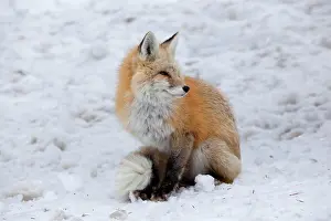 USA, Washington, Mount Rainier National Park. Cascade Fox (Vulpes vulpes cascadensis)
