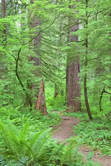 Fern Prints: USA, Washington, Olympic National Forest. Trail through the forest