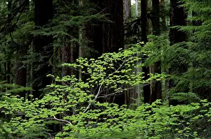 Rainforests Prints: Usa, Washington, Olympic National Park, Vine Maple And Old-Growth Forest