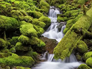 Rainforest Prints: USA, Washington, Olympic National Park. Small stream in forest