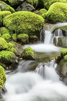 Rainforest Prints: USA, Washington, Olympic National Park. Small stream in forest