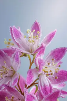 Jaynes Gallery Prints: USA, Washington, Seabeck. Close-up of deutzia blossoms